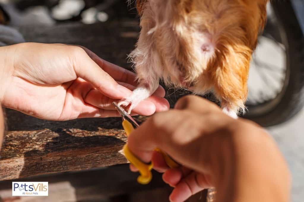 a lady trimming guinea pig nails