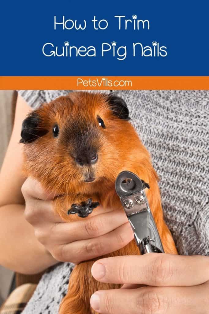 a brown guinea pig having her nails trimmed