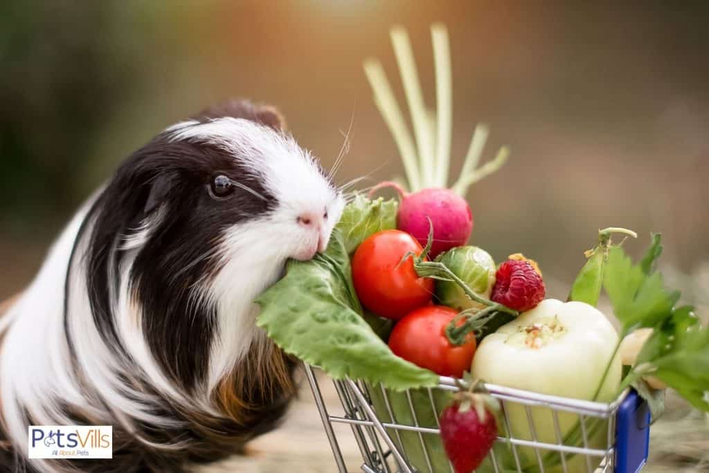 a guinea pig biting a lettuce together with the other veggies in a small cart