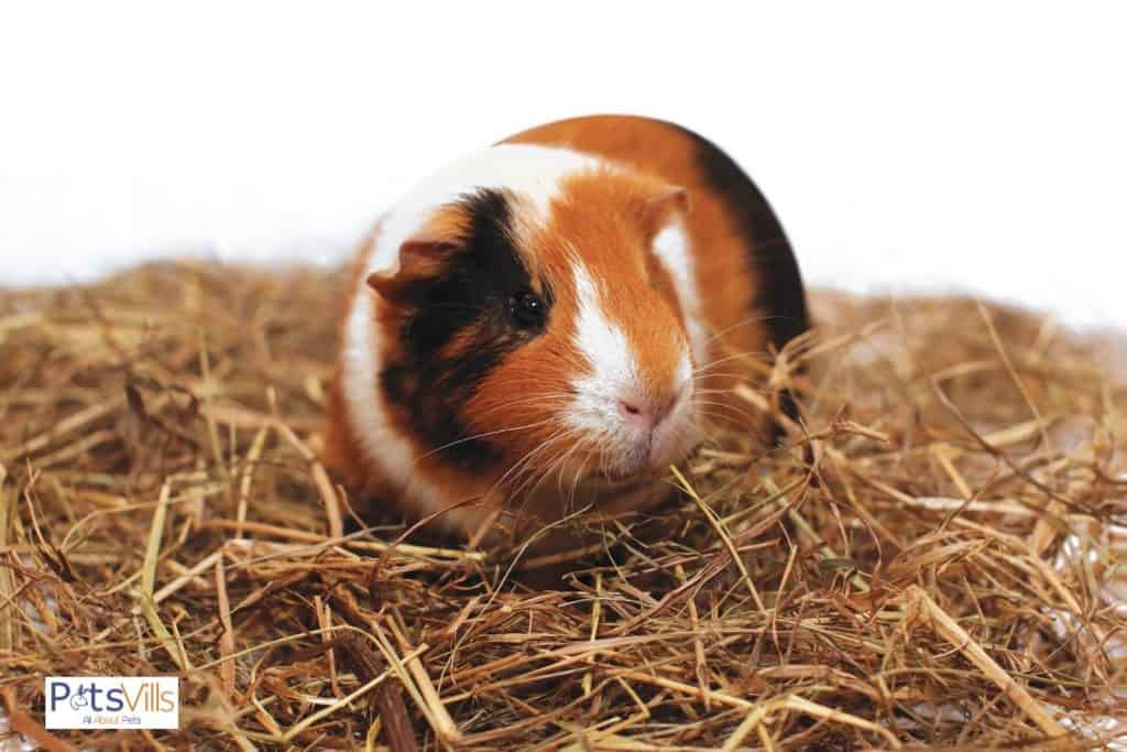 guinea pig lying on a hay