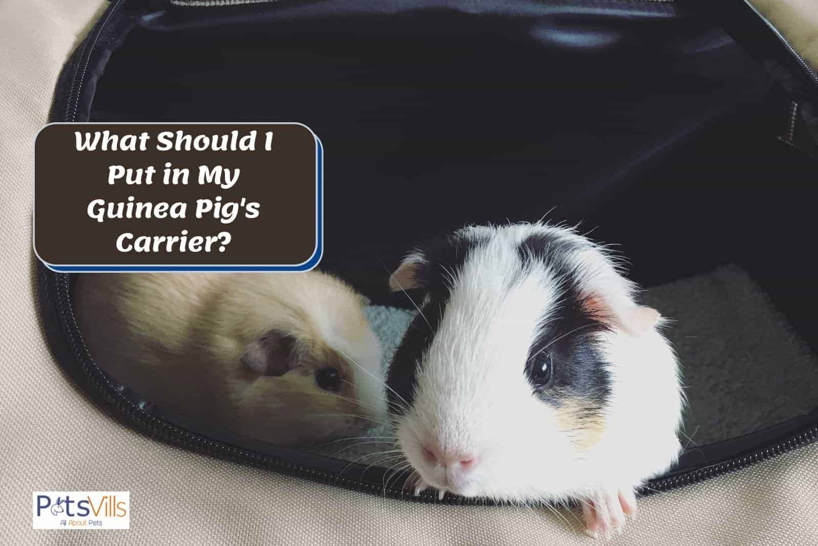 two guinea pigs inside a guinea pig carrier