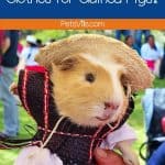 a cute guinea pig wearing a hat and costume but where to buy guinea pig clothes like this?