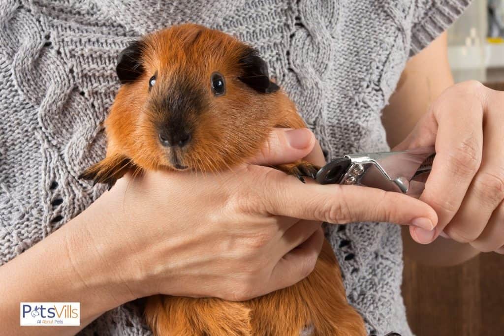 a lady trimming the brown cavy's nails