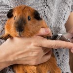 a lady trimming the brown cavy's nails