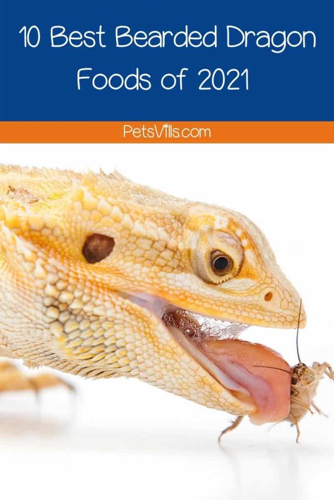 bearded dragon eating a bug with text ten best bearded dragon foods 2021