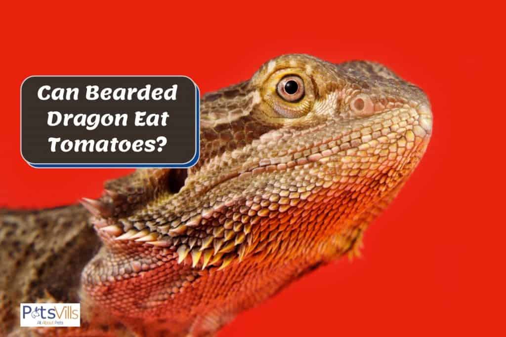 bearded dragon with red background; can bearded dragons eat tomatoes?