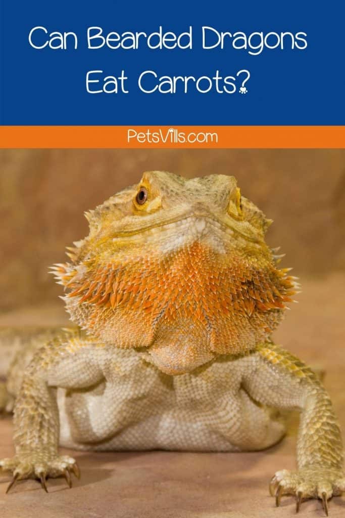yellow bearded dragon looking at the camera