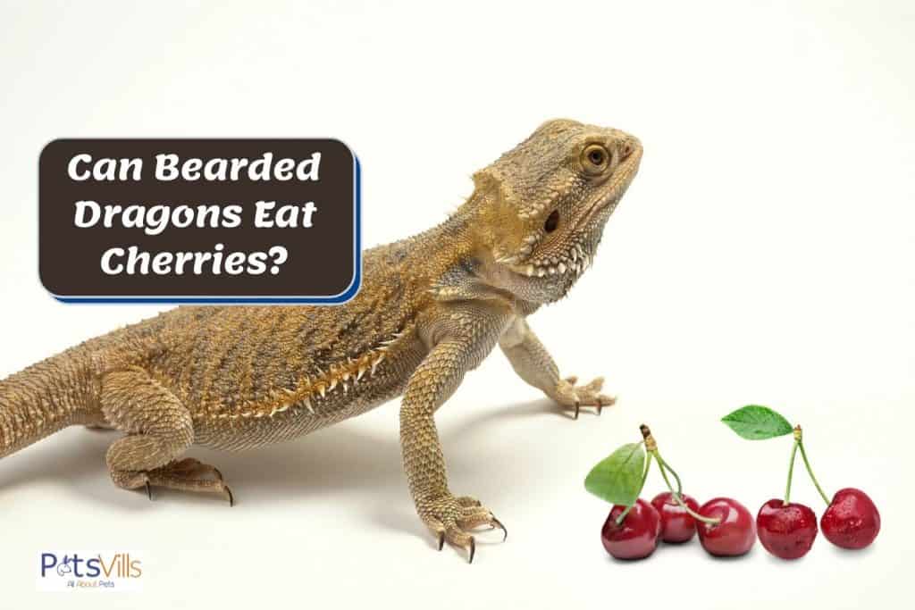 beardie and cherries: Can Bearded Dragons Eat Cherries?