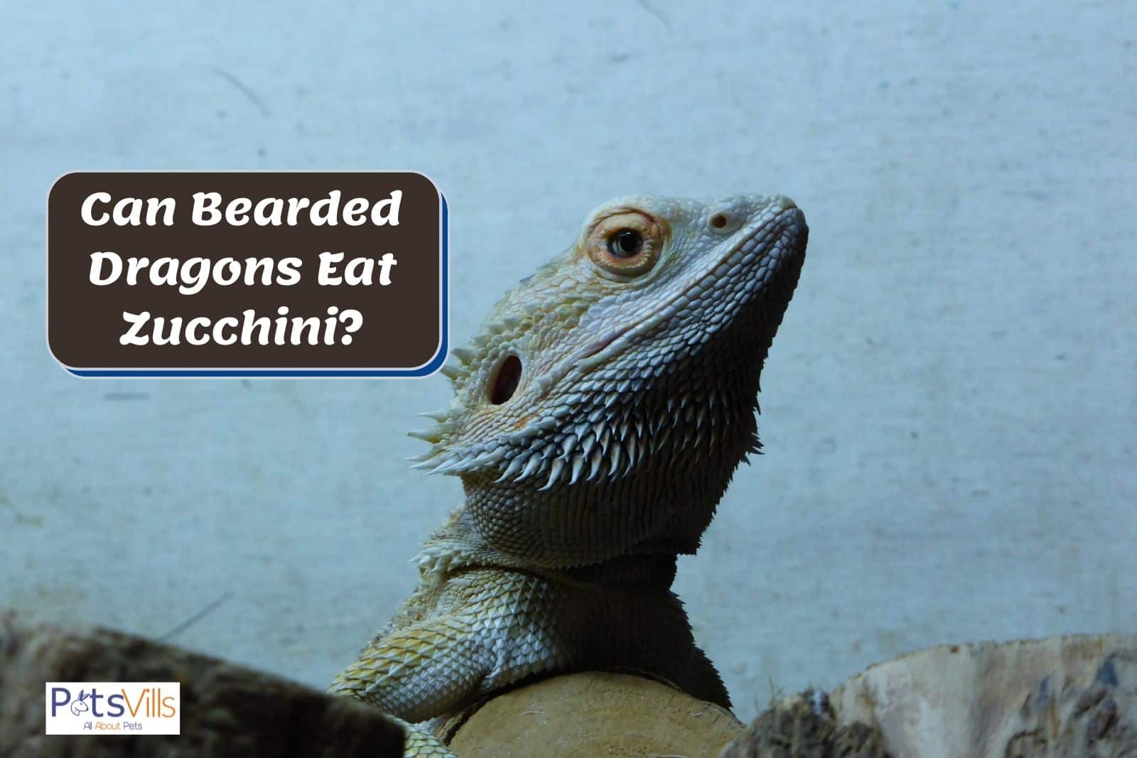 bearded dragon with a pale bakcground