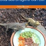 Looking for a good list of veggies that bearded dragons can eat? I've got you! Check out 20+ tasty & nutritious vegetables to add to your beardie's salad!