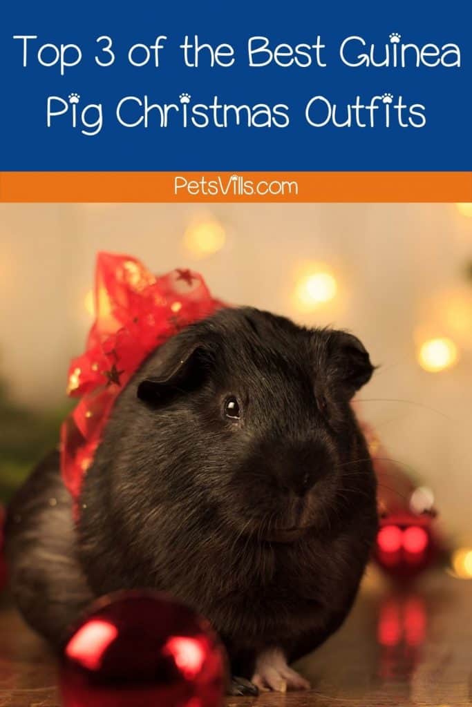 a cute guinea pig wearing a red ribbon for her Christmas outfit