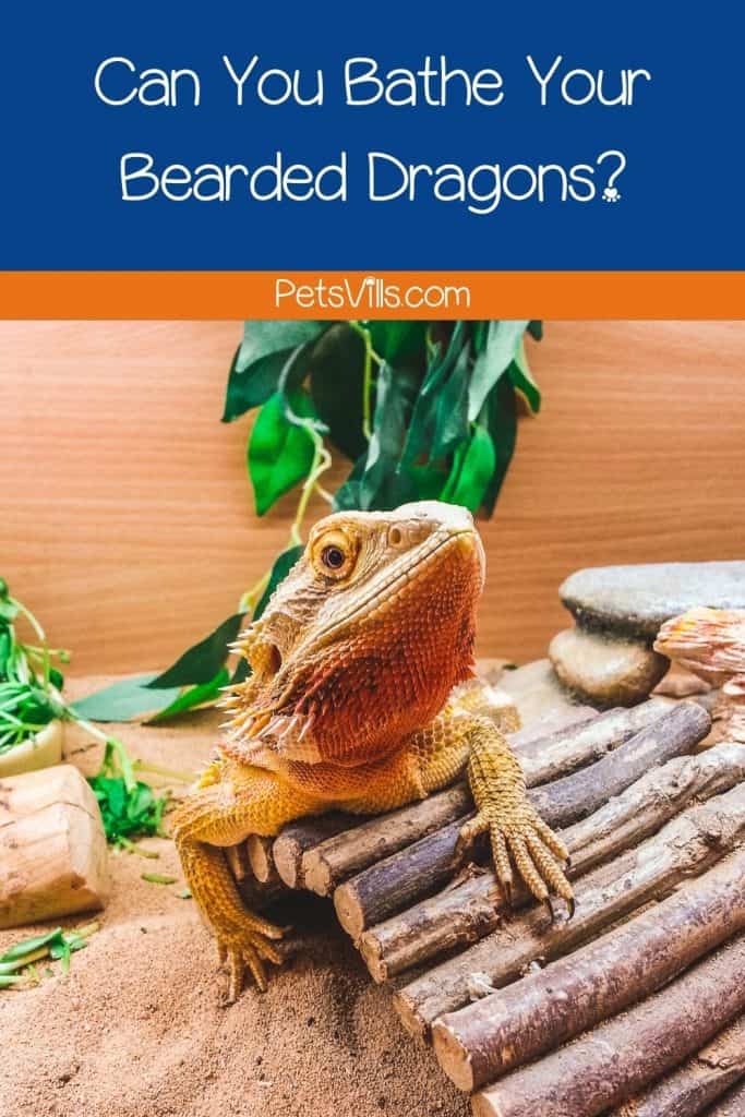 bearded dragon leaning in few pieces of wood 