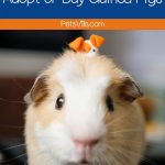 a very cute guinea pig smiling at the camera