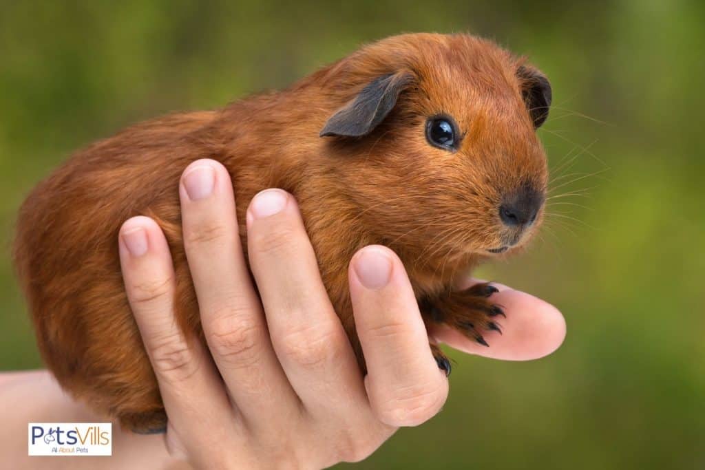 a cute chestnut guinea pig held by a hand