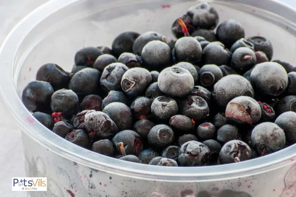 frozen blueberries in a tub: can bearded dragons eat frozen blueberries?