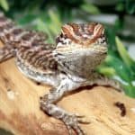 baby bearded dragon on top of a branch of tree