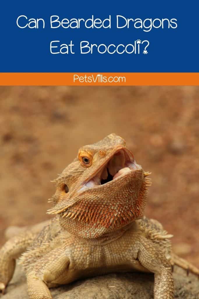 bearded dragon with open mouth