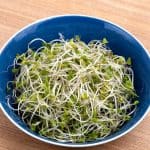 broccoli sprouts on a bowl: can bearded dragons eat sprouts?
