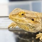 beardie on top of a glass table