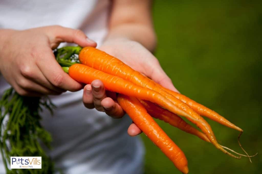 lady holding fresh harvest of carrots