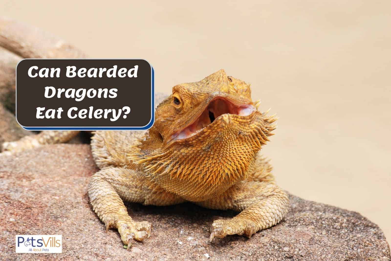 a bearded dragon with a large open mouth