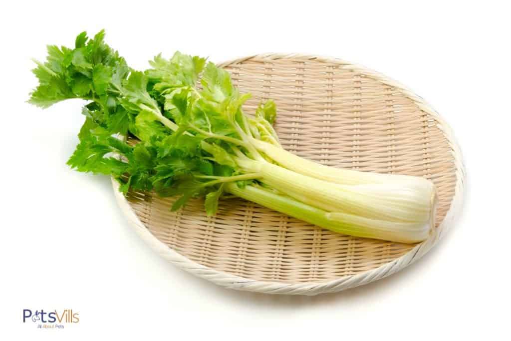 fresh celery on a wooden plate: can bearded dragons eat celery?