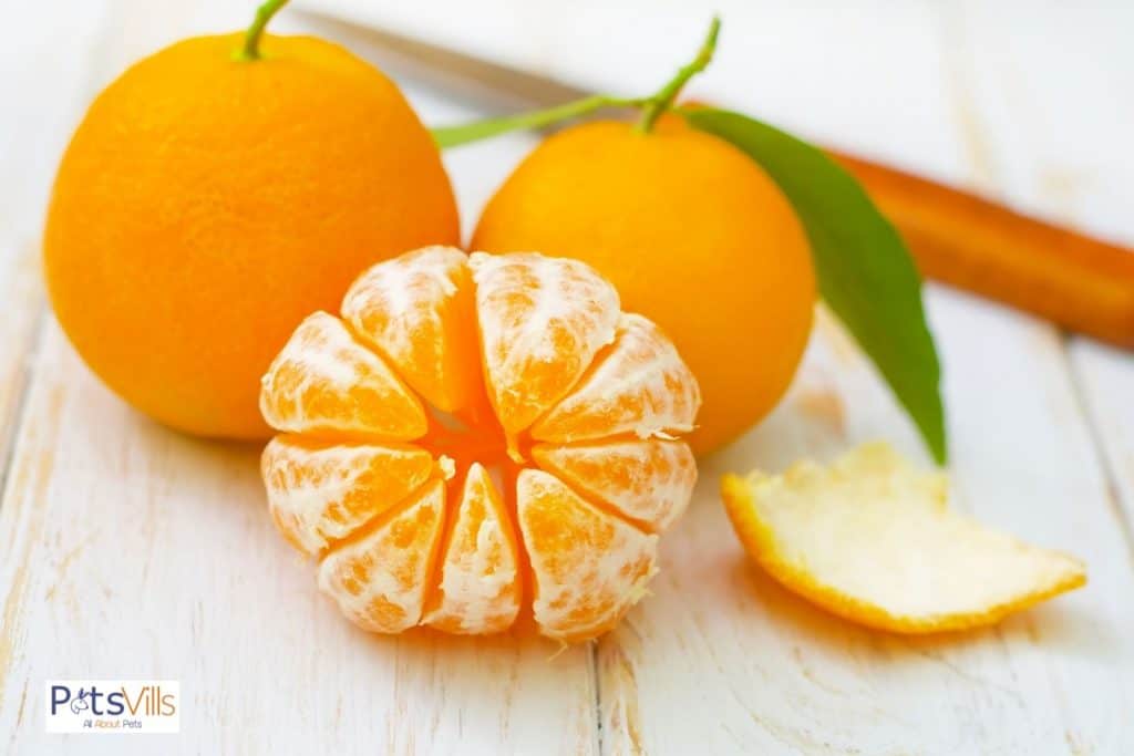 fresh mandarin oranges: can chickens dragons eat oranges?