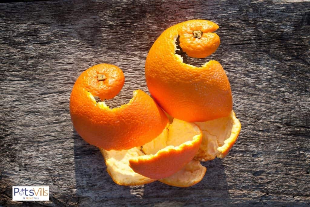 few orange peels: can chickens eat orange peels?