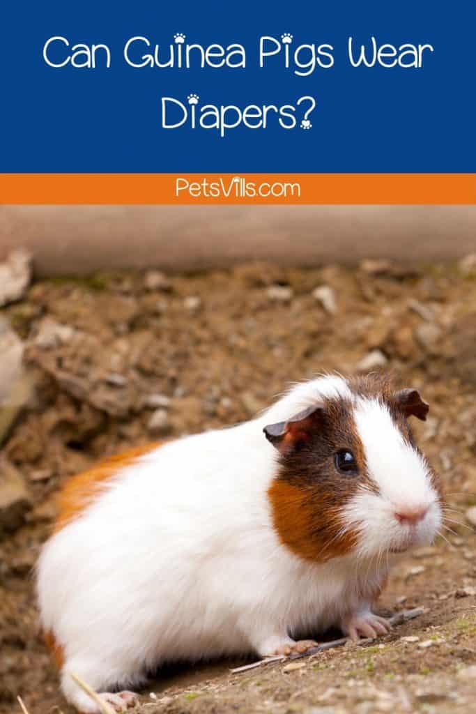 a cute tri-colored guinea pig
