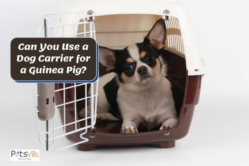 a cute dog inside his carrier but can you use a dog carrier for a guinea pig?