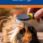 brushing a long haired guinea pig