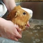 a lady bathing a brown guinea pig