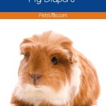 a cute brown baby guinea pig: how to make guinea pig diapers for him?