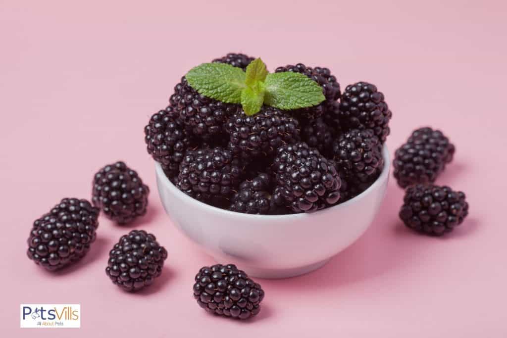 fresh blackberries on a white bowl