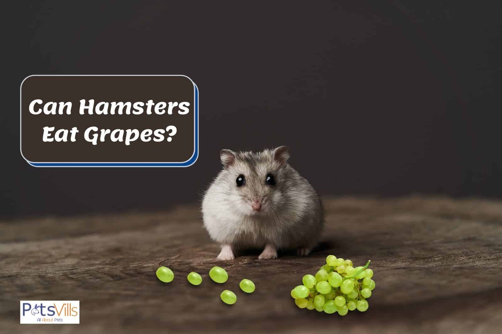 a hamster with grapes in front of him, can hamsters eat grapes