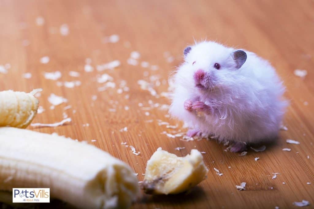 hamster eating banana, can hamsters have bananas safely?
