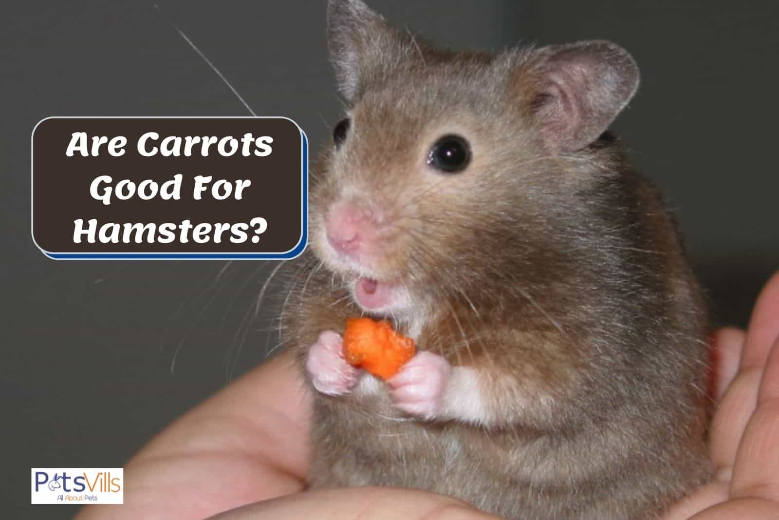 hamster holding a carrot but can hamsters eat carrots safely?