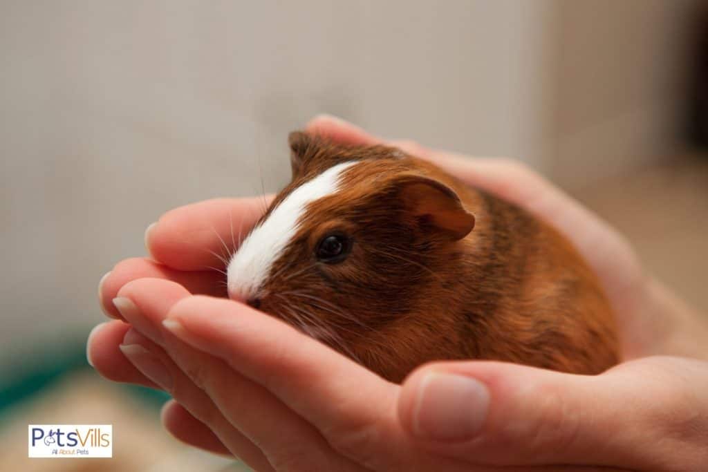 a small and cute guinea pig in hand