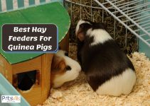 3 Best Hay Feeders for Guinea Pigs for Less Mess (Review)