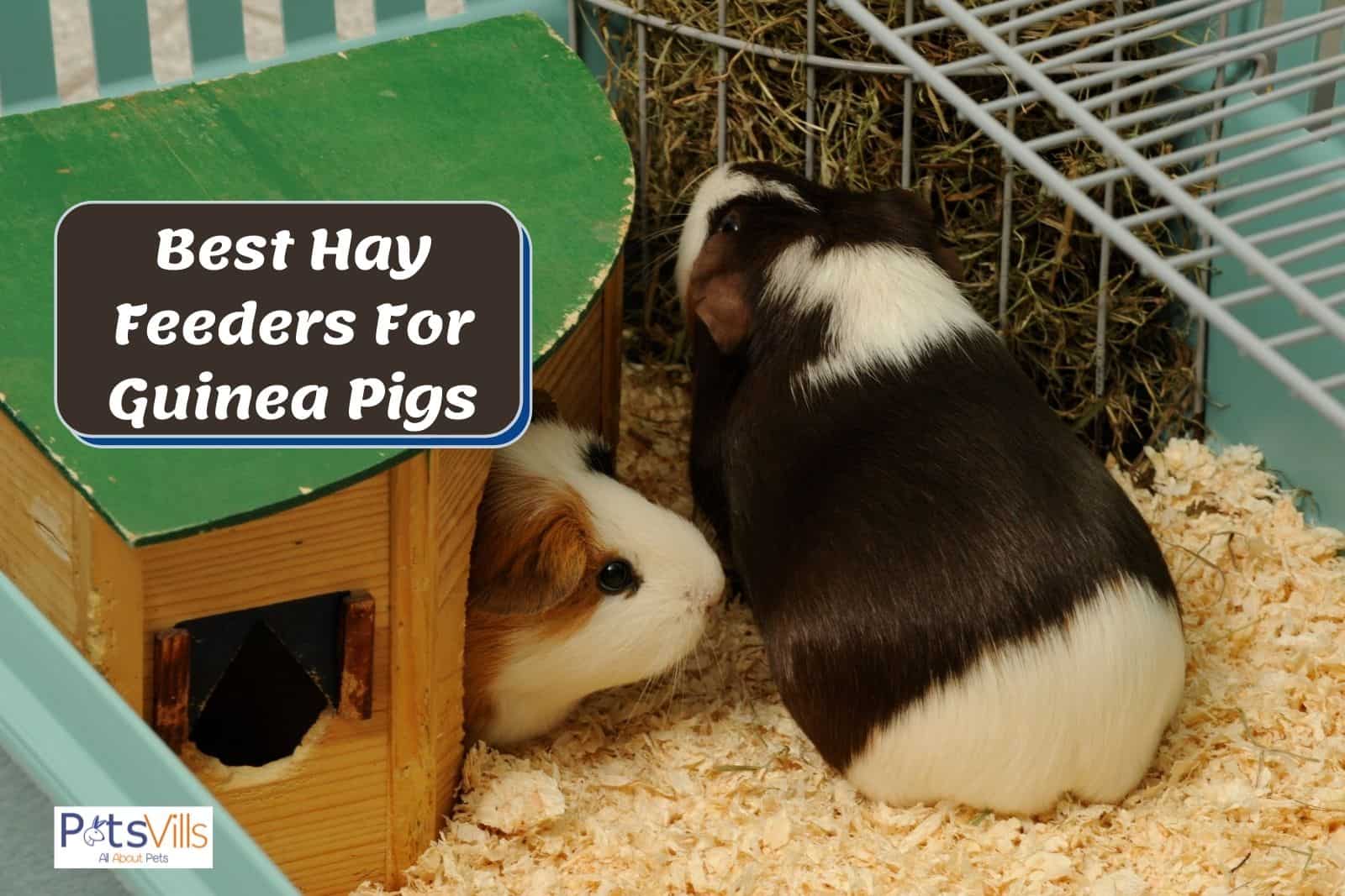 a guinea pig eating hay, best hay feeders for guinea pigs