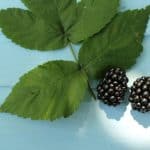 blackberries and leaves