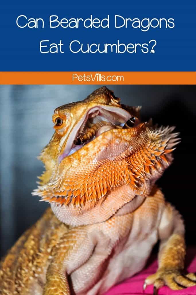 orange bearded dragon looking at the top while mouth is widely open