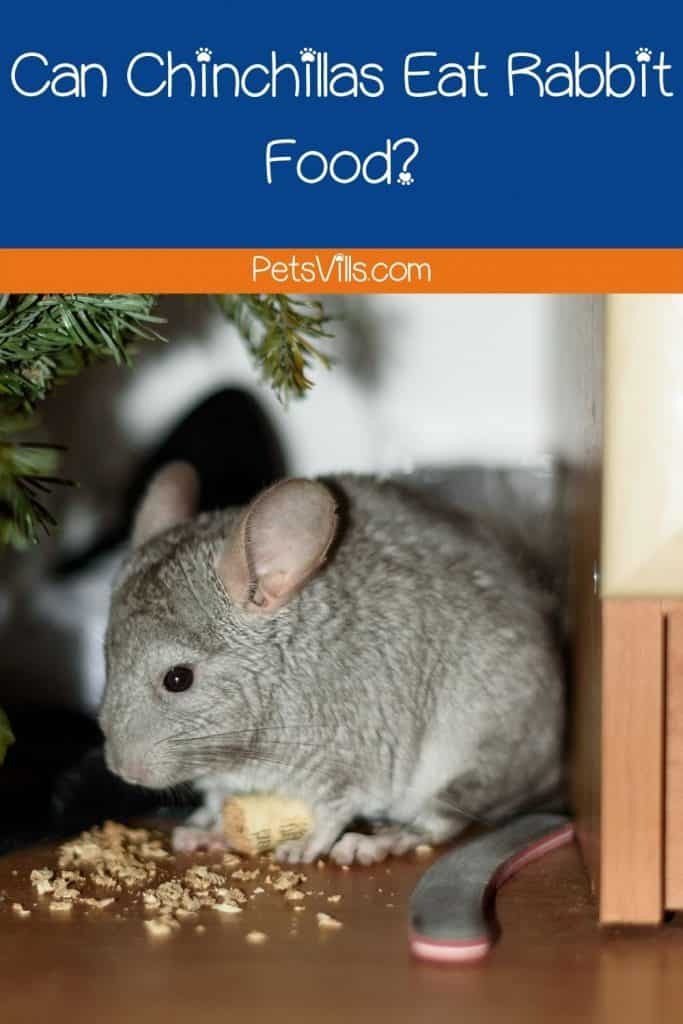 chinchilla eating some food, can chinchillas eat rabbit food too?