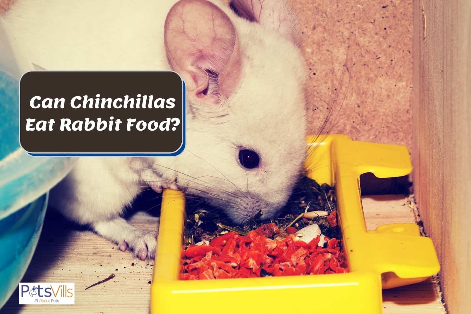 chinchilla eating on his plate but can chinchillas eat rabbit food?