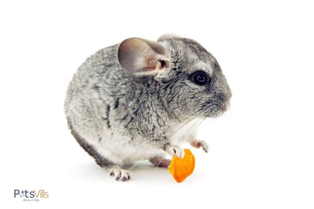 chinchilla holding a piece of carrot but can chinchillas eat carrots?