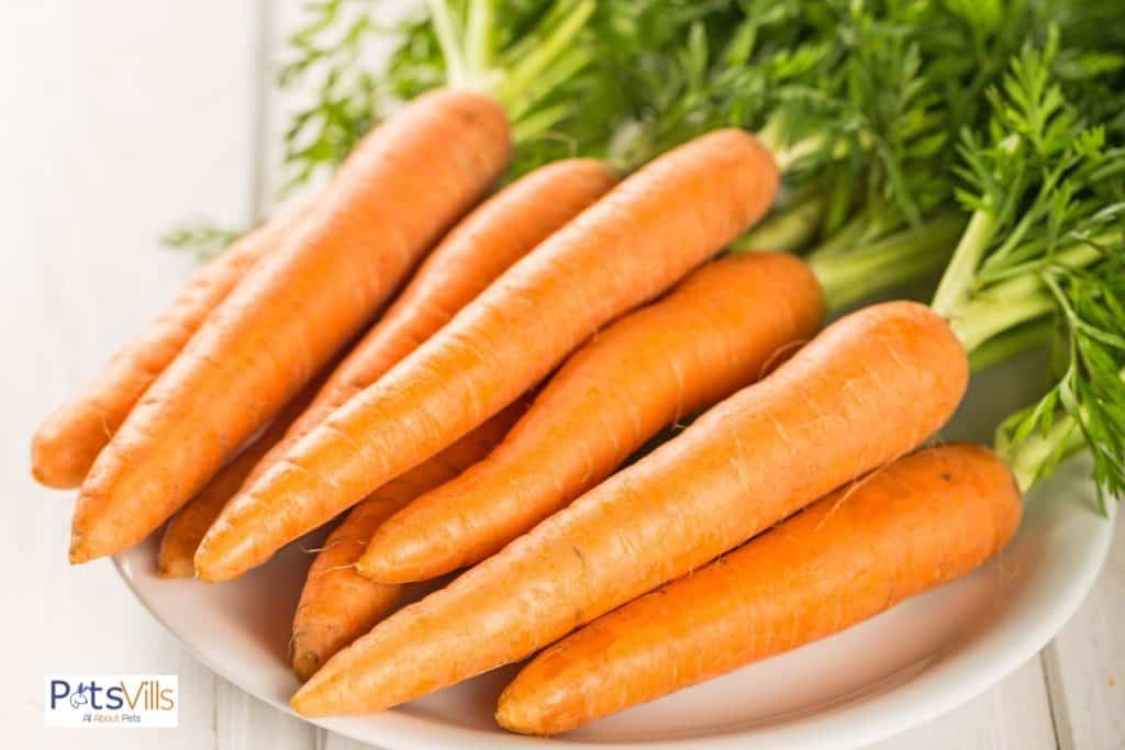 freshly harvested carrots but can chickens eat carrots?
