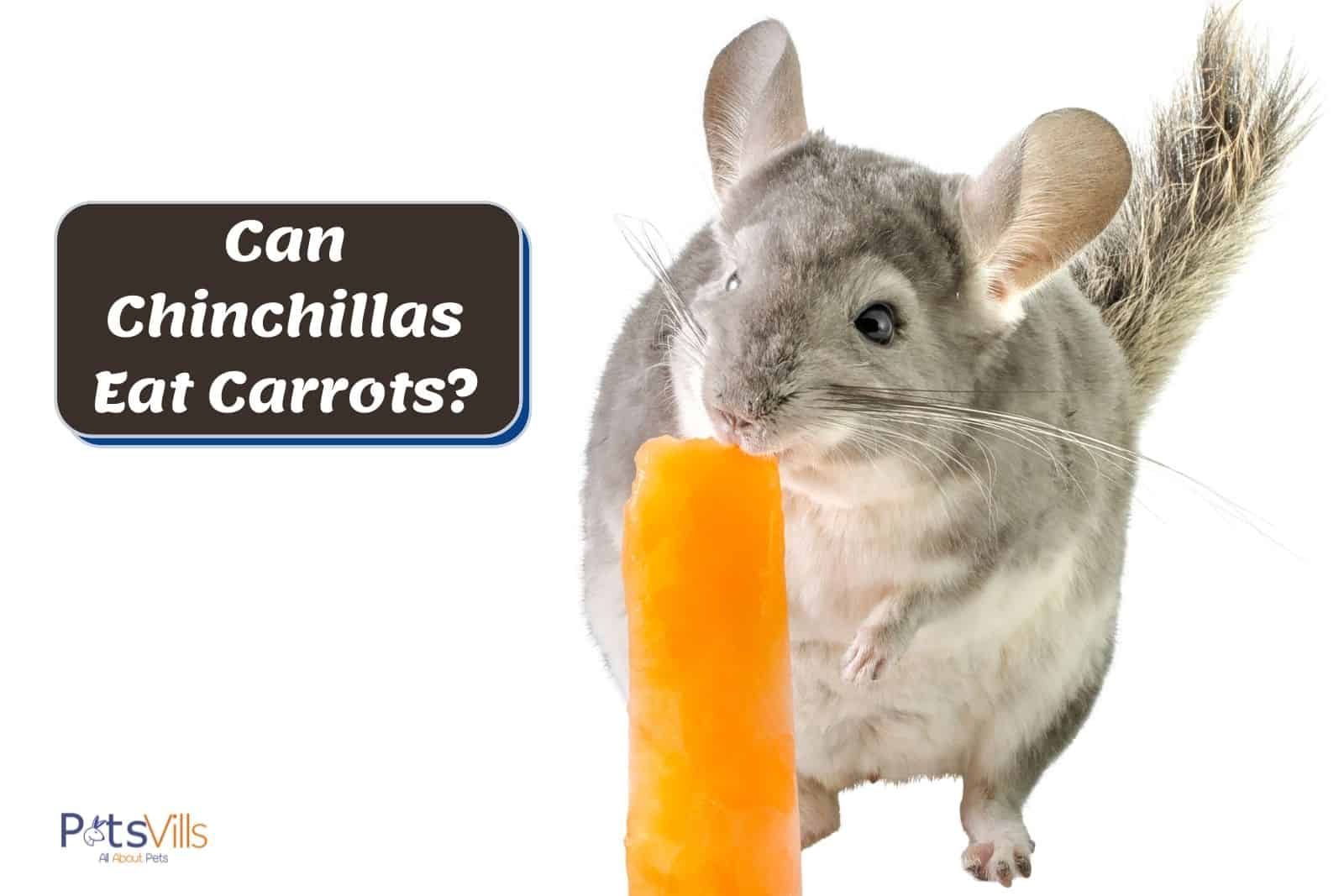 grey chinchilla biting a carrot but can chinchillas eat carrots safely?