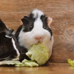 guinea pigs eating cabbage