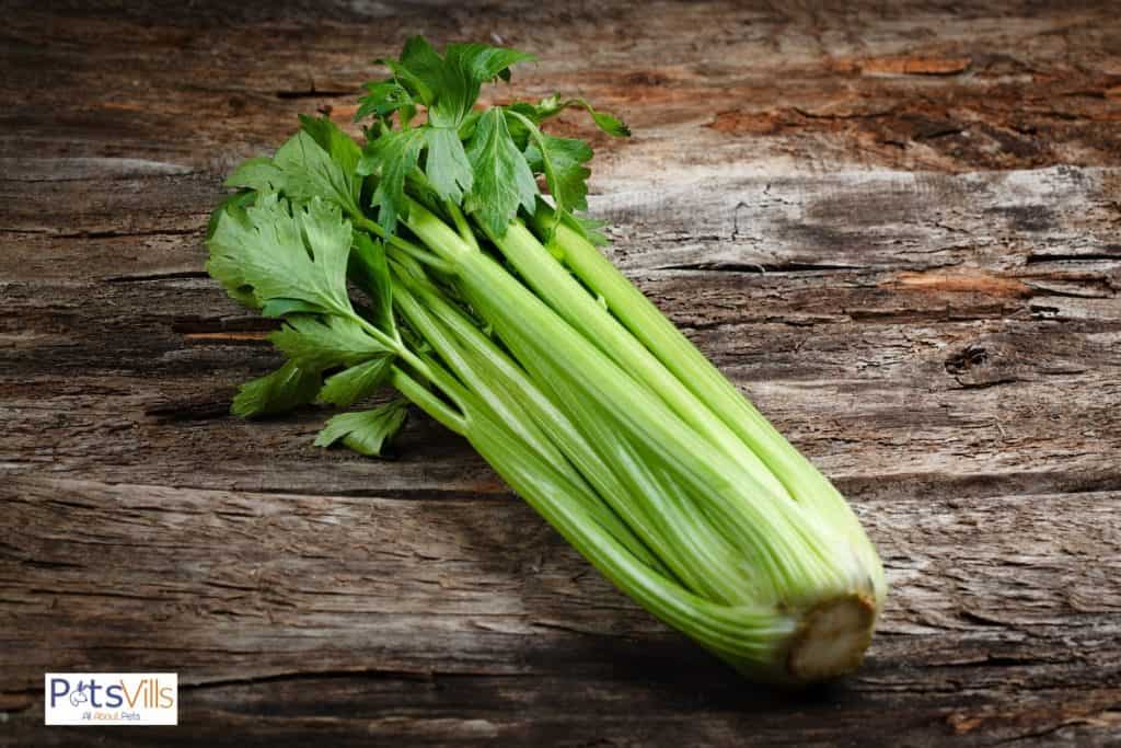 celery on a table, can guinea pigs eat celery