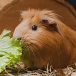 a guinea pig eating lettuce